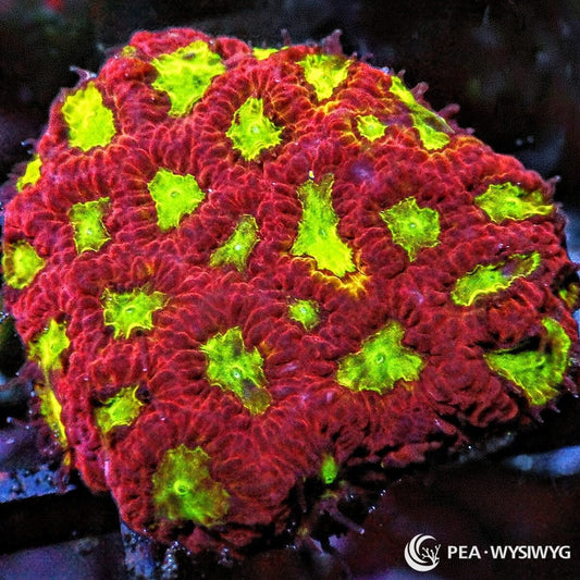 Fireball Favites Favites sp. WYSIWYG Premium Frag with deep red burgundy tissue and fluorescent lime green coral centers