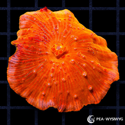 Firecracker Discosoma Mushroom Discosoma sp. WYSIWYG coral with intense orange-red coloration, radial striping, and scattered raised red vesicles