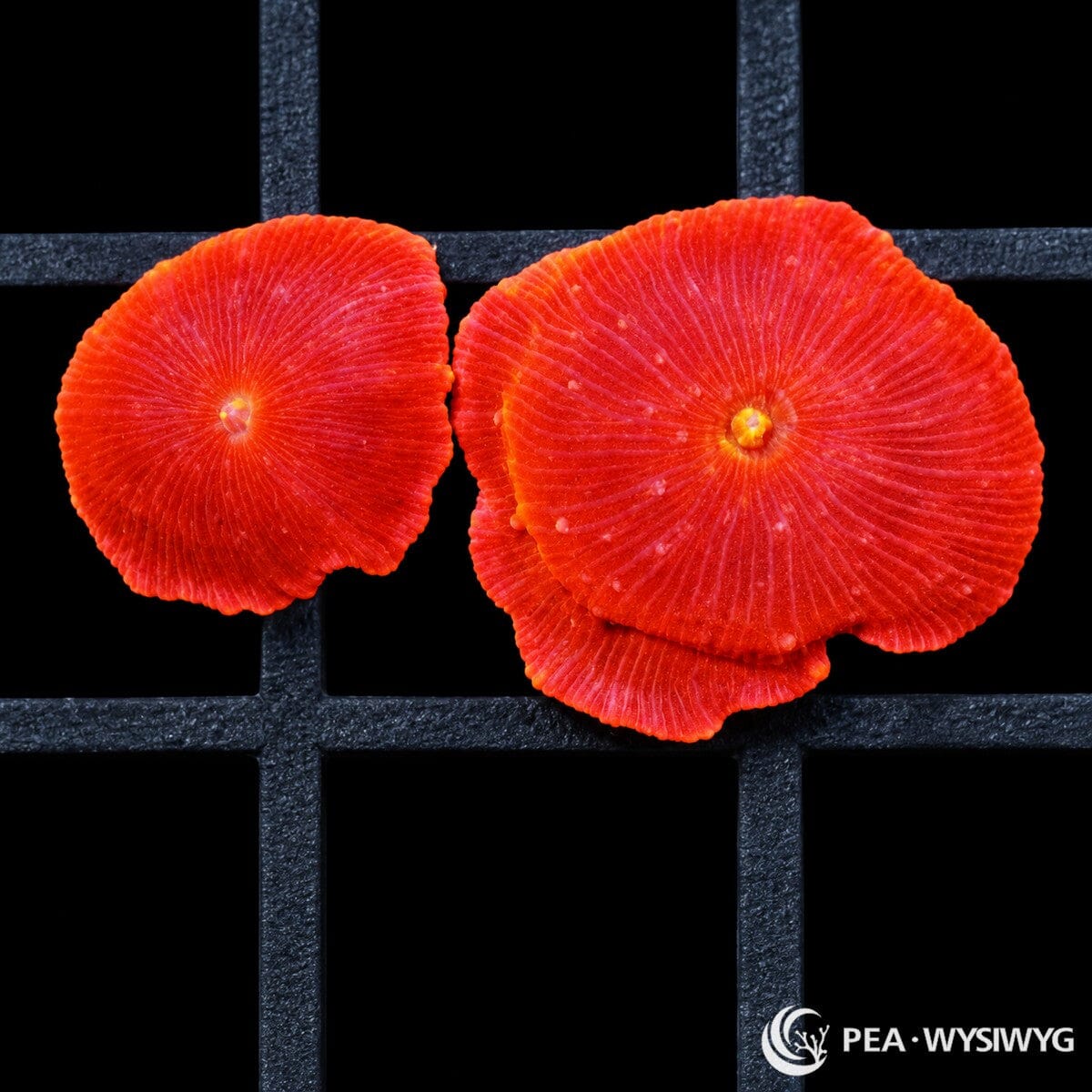 Firecrackers Discosoma Mushrooms Discosoma sp. with vivid red-orange fleshy discs, fine radial ridges, and small contrasting centers