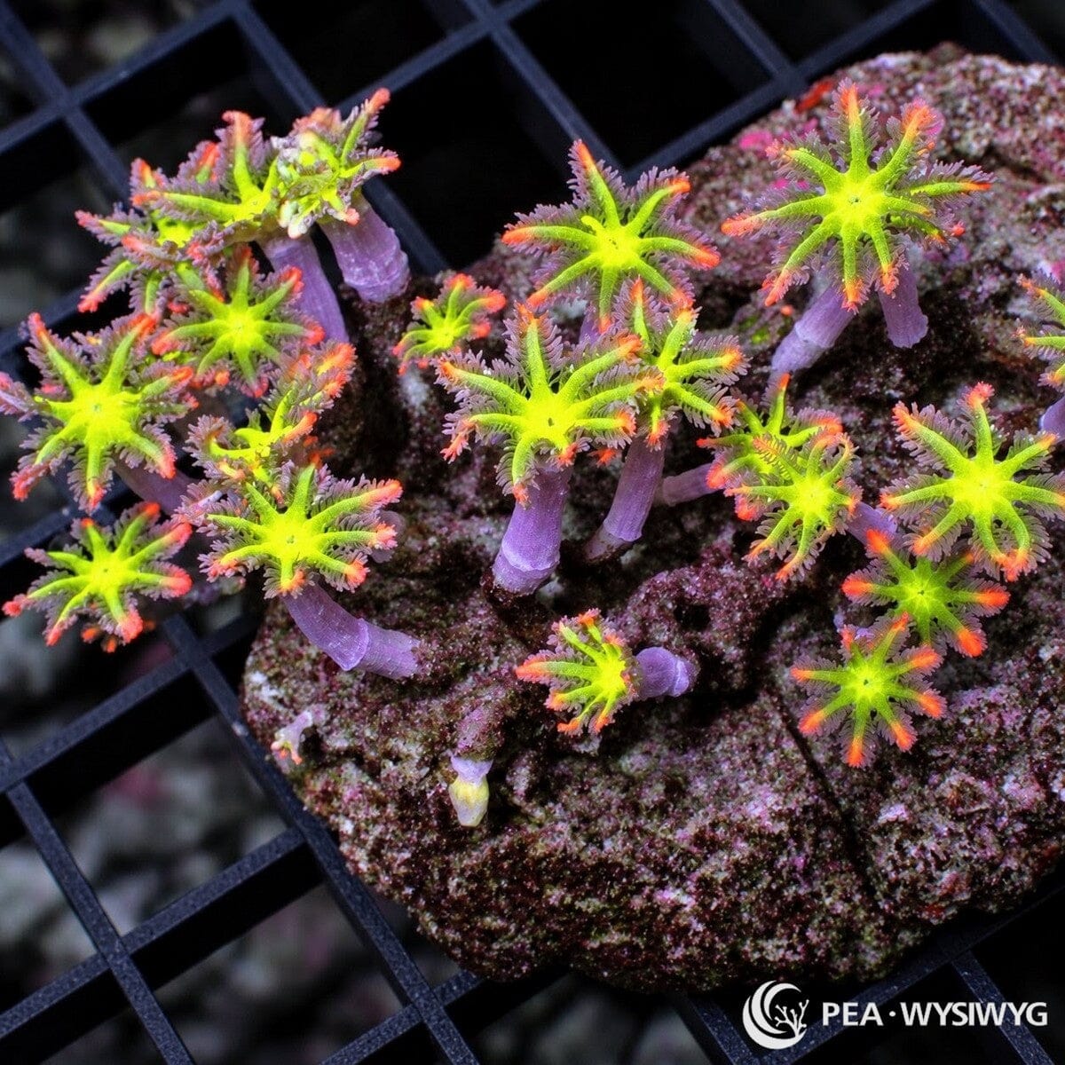 Fireworks Clove Polyps Clavularia sp. colony with fluorescent yellow-green centers, lavender tentacles, orange-red tips, and purple stalks