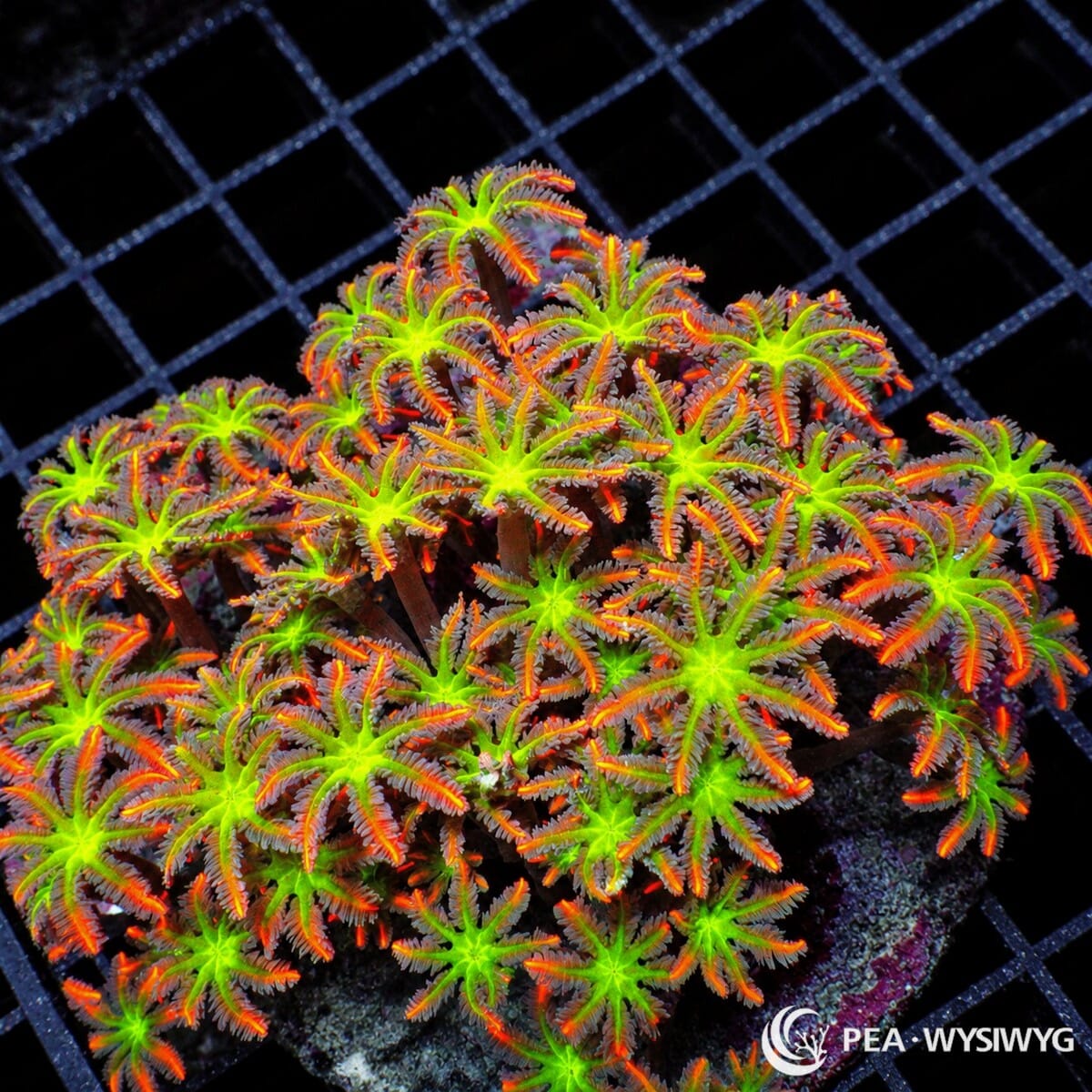 Fireworks Clove Polyps Clavularia sp. coral colony with neon green centers and fluorescent orange-red feathery tentacles
