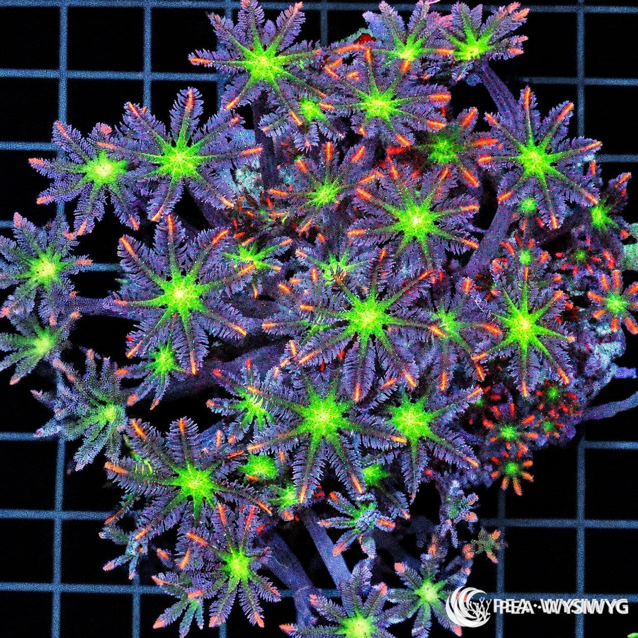 WYSIWYG Fireworks Clove Polyps soft coral colony with bright green centers and orange-purple feathery polyps
