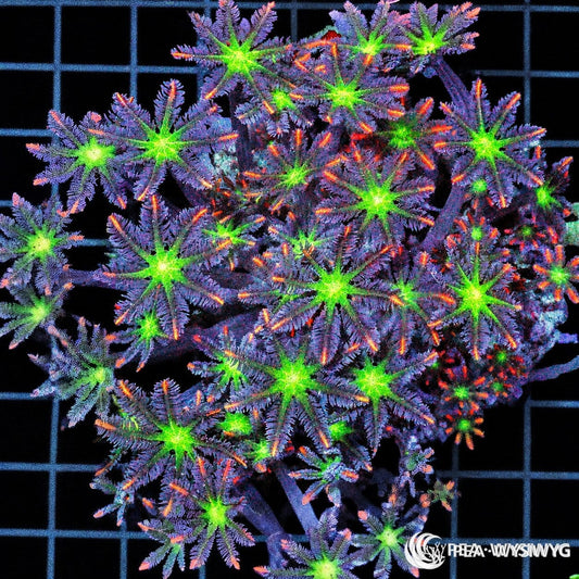 WYSIWYG Fireworks Clove Polyps soft coral colony with bright green centers and orange-purple feathery polyps