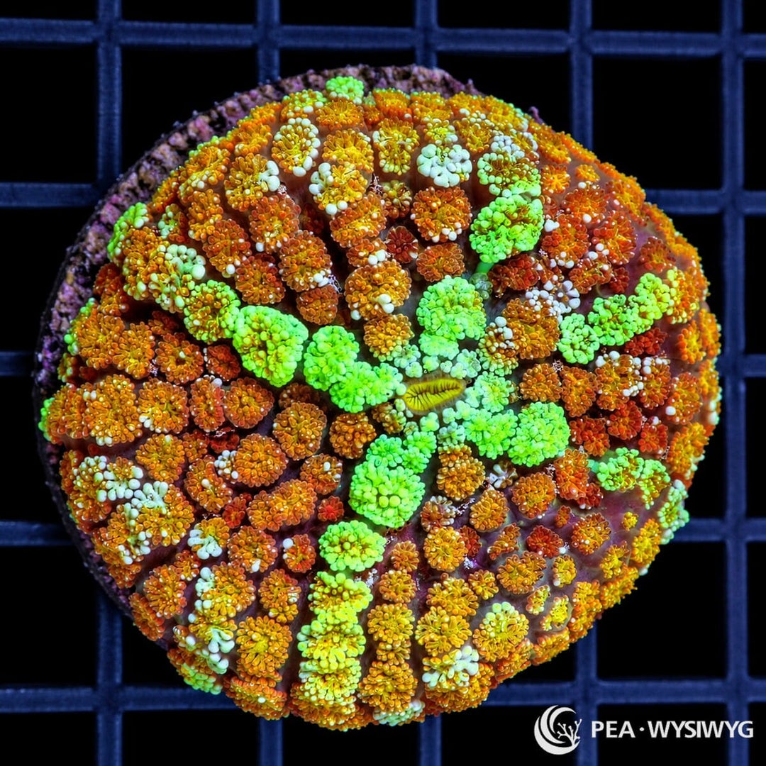 Fluffy Carpet Mushroom Rhodactis sp. WYSIWYG coral with orange and amber texture, fluorescent green patches, and pale mint accents