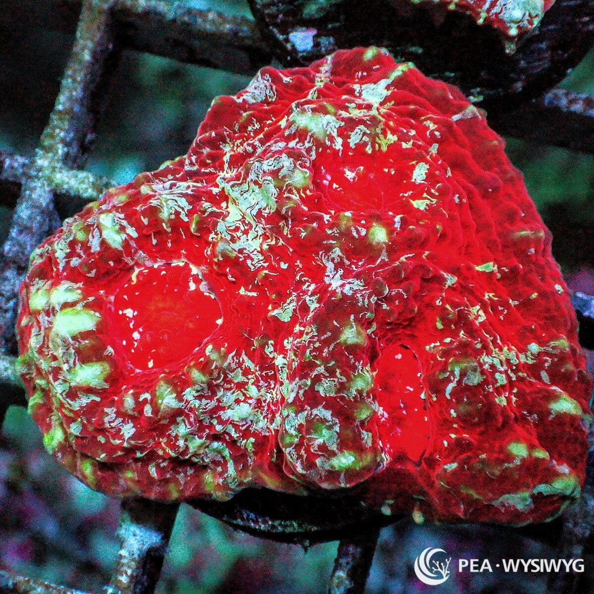 Frosted Red Chalice WYSIWYG LPS coral frag with bright red tissue and frosted green-white highlights