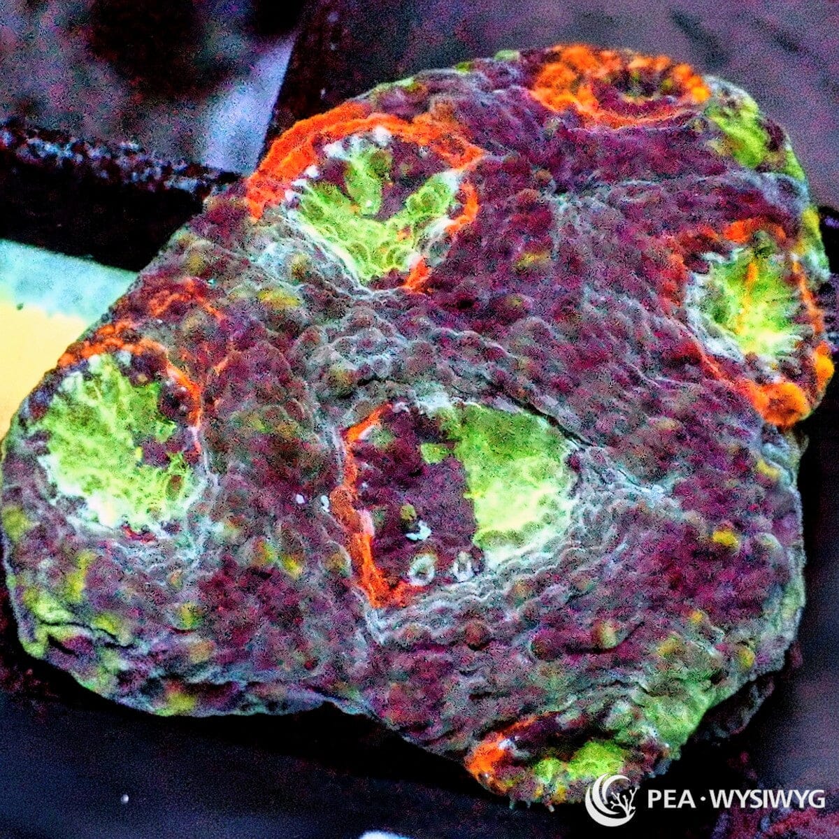 Fruit Salad Acan Echinata Acanthastrea echinata WYSIWYG coral frag with burgundy purple tissue, green centers, orange accents, and pale highlights