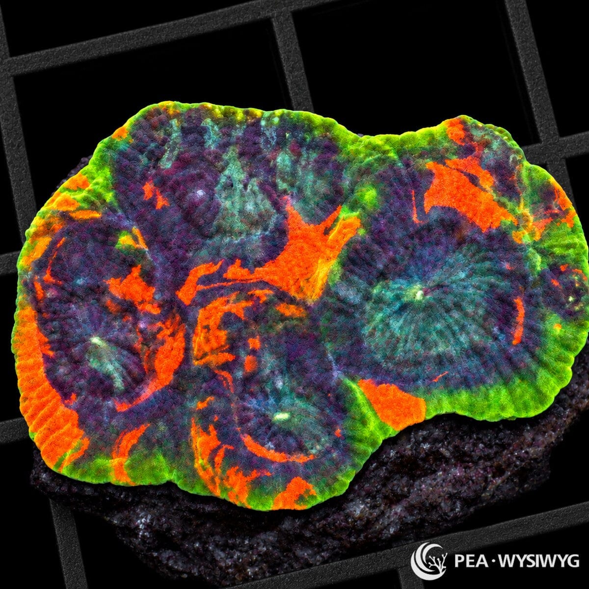 Fruit Salad Acan Echinata Micromussa echinata with vivid orange, purple, teal-blue, green, and fluorescent yellow-green multicolor tissue