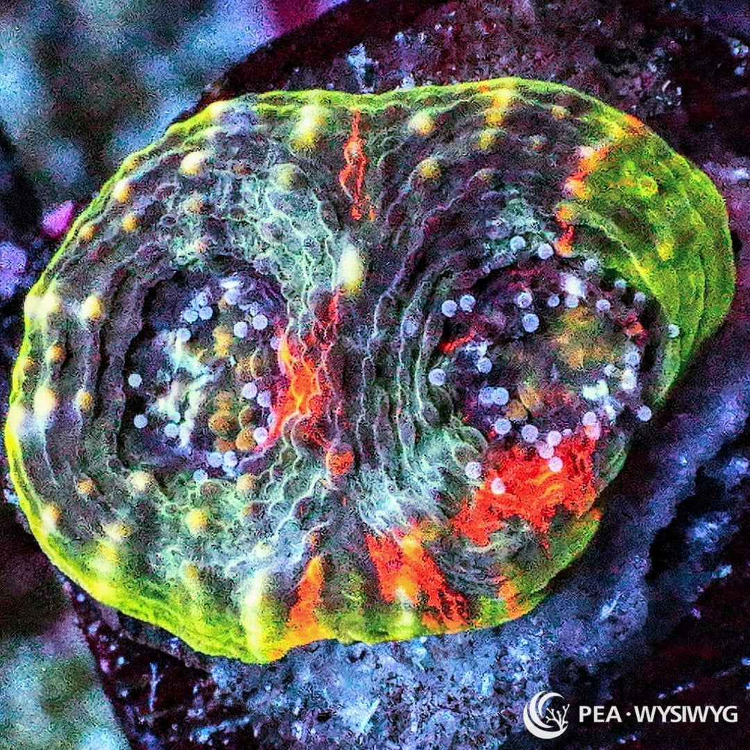 Fruit Salad Acan echinata coral WYSIWYG frag with green, red, and multicolor LPS patterning