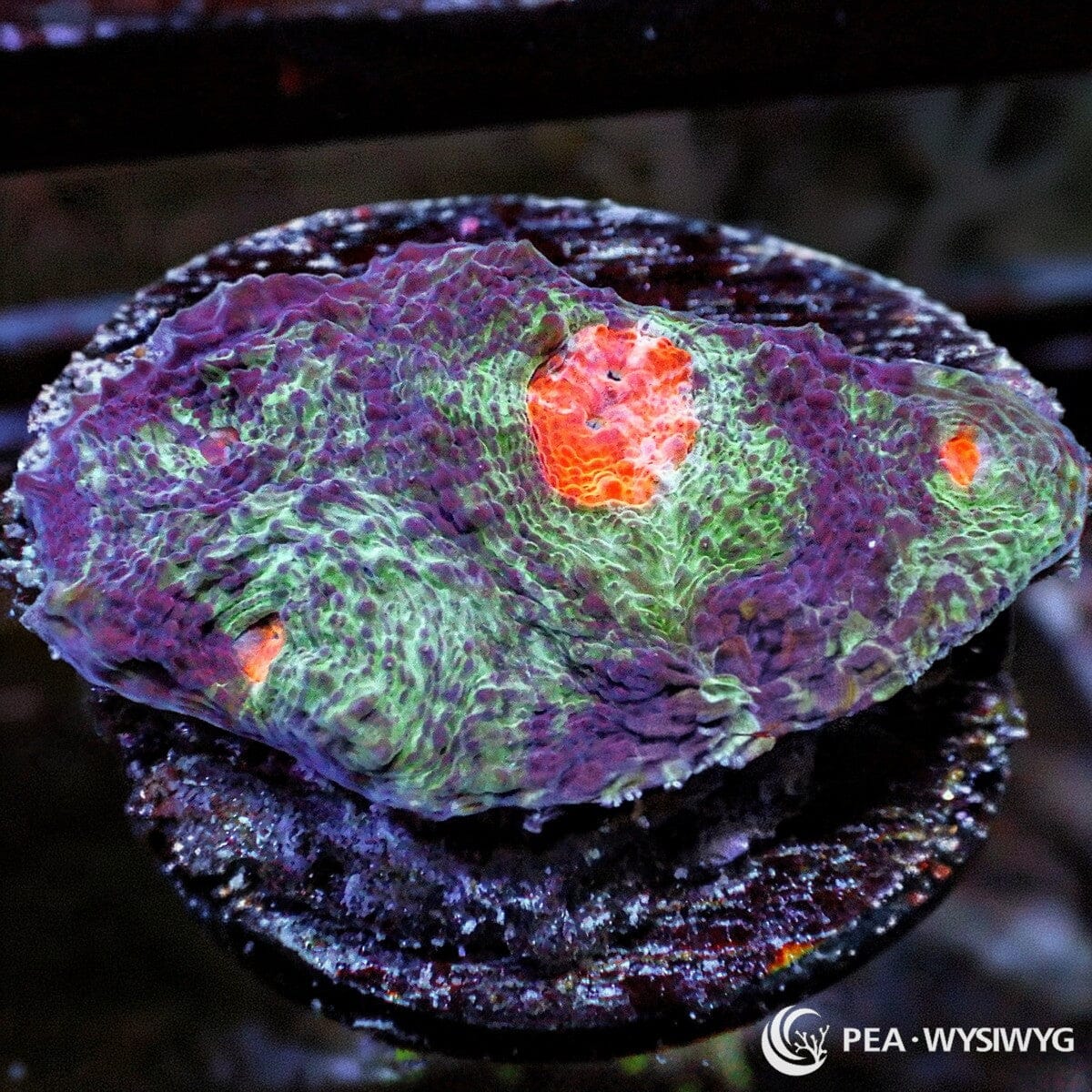 Fruit Salad Acan Echinata LPS coral with green, purple and orange coloration, WYSIWYG under $25 frag