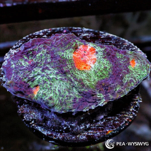 Fruit Salad Acan Echinata LPS coral with green, purple and orange coloration, WYSIWYG under $25 frag
