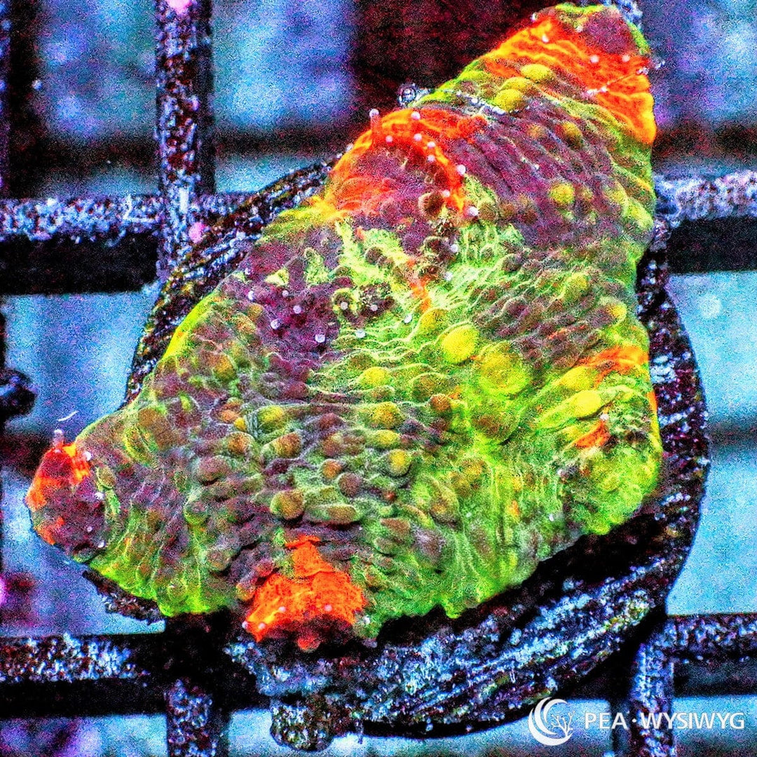 Fruit Salad Acan Echinata coral with bright green, orange, and red coloration, WYSIWYG under $25 LPS coral frag