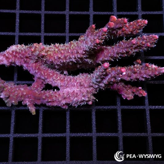 Fuzzy Chunky Brick Oven Acropora Acropora sp. WYSIWYG coral frag with brick red branching growth, pale tips, and fuzzy polyp extension