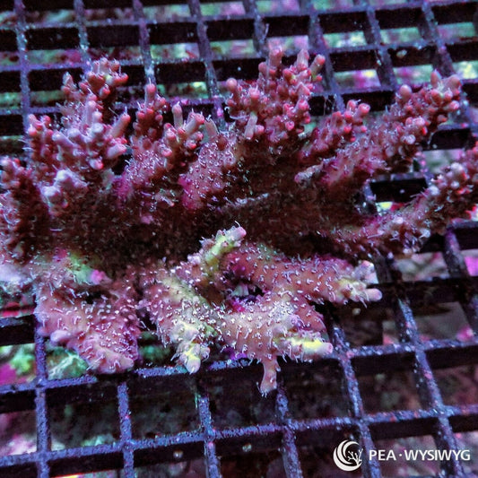 Fuzzy Chunky Brick Oven Acropora Acropora sp. WYSIWYG coral frag with brick red branching growth, pale tips, and fuzzy polyp extension