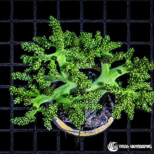 WYSIWYG Fuzzy Green Cladiella Finger Leather soft coral colony with branching green fingers and fuzzy polyps