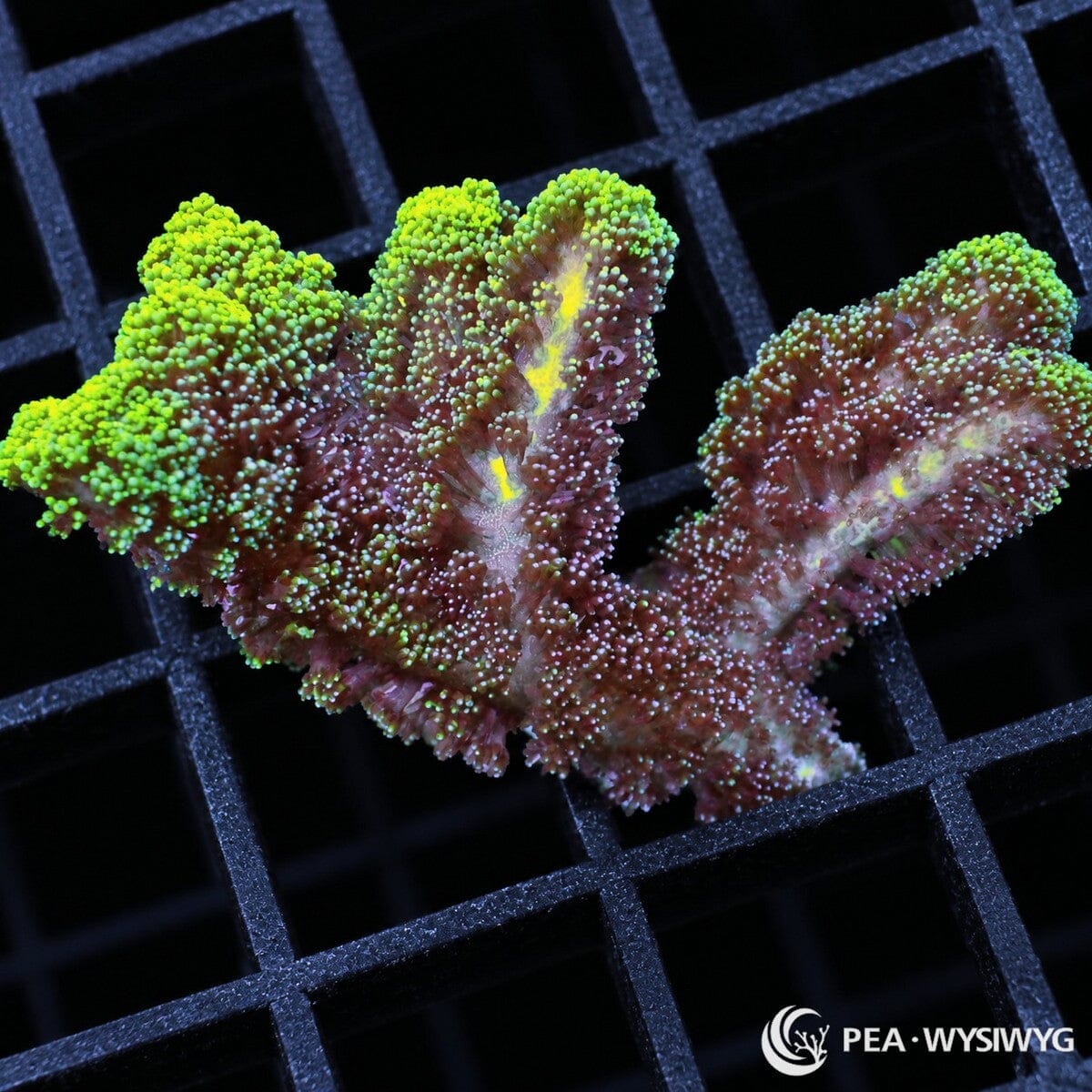 Fuzzy Green Tip Bird’s Nest Seriatopora sp. coral with burgundy branches, pale blue-green polyps, and fluorescent green tips