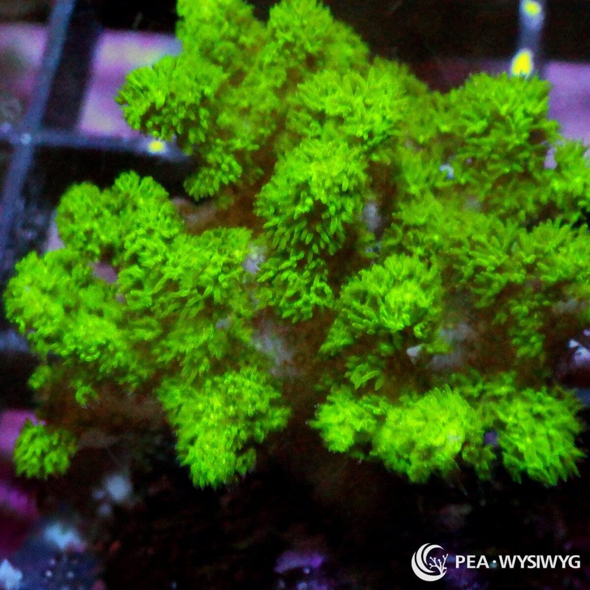 Fuzzy Lime Pocillopora Pocillopora sp. WYSIWYG coral frag with bright lime green branches, dense fuzzy polyps, and compact branching growth
