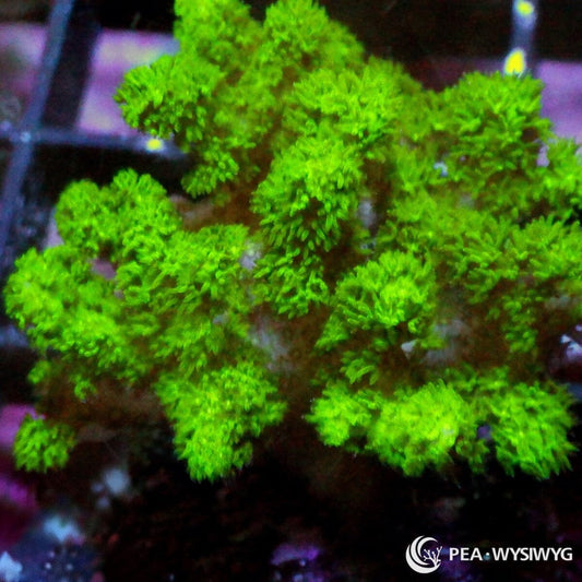 Fuzzy Lime Pocillopora Pocillopora sp. WYSIWYG coral frag with bright lime green branches, dense fuzzy polyps, and compact branching growth