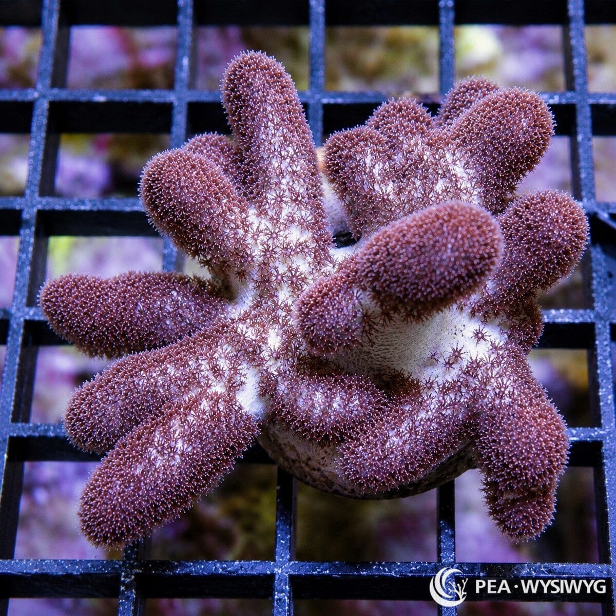 Fuzzy Stubby Finger Leather Sinularia flexibilis WYSIWYG soft coral frag with short rounded branches, cream tissue, and mauve brown fuzzy polyps