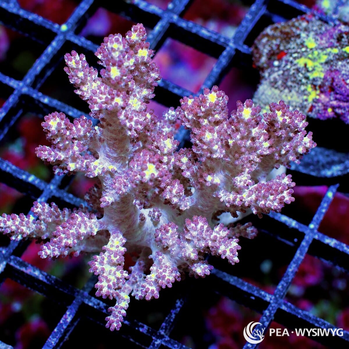 Fuzzy Tree Leather Capnella sp. WYSIWYG soft coral frag with pale branching growth, pink purple polyps, and yellow green highlights