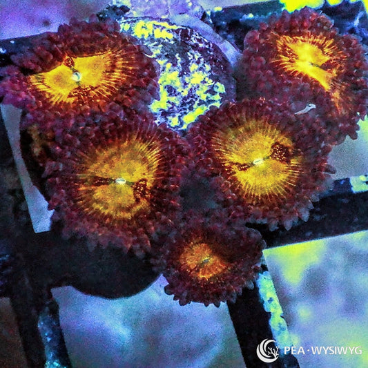 Galaxy Explosion Zoanthids Zoanthus sp. WYSIWYG coral frag with burgundy red polyps, bright yellow gold centers, and colorful colonial polyp growth