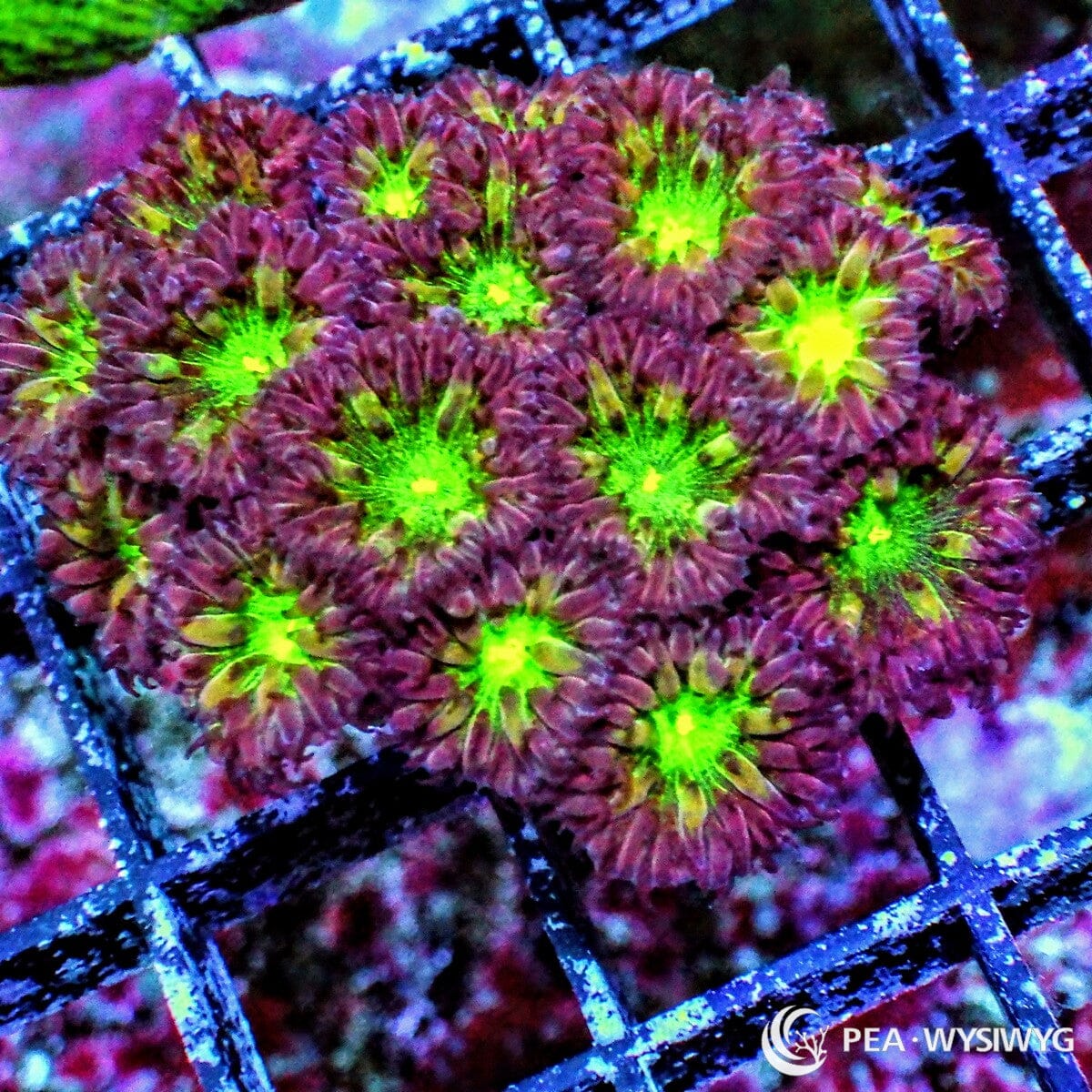 Glowing Blastomussa Merletti Blastomussa merletti WYSIWYG LPS coral frag with purple burgundy polyps and neon green centers