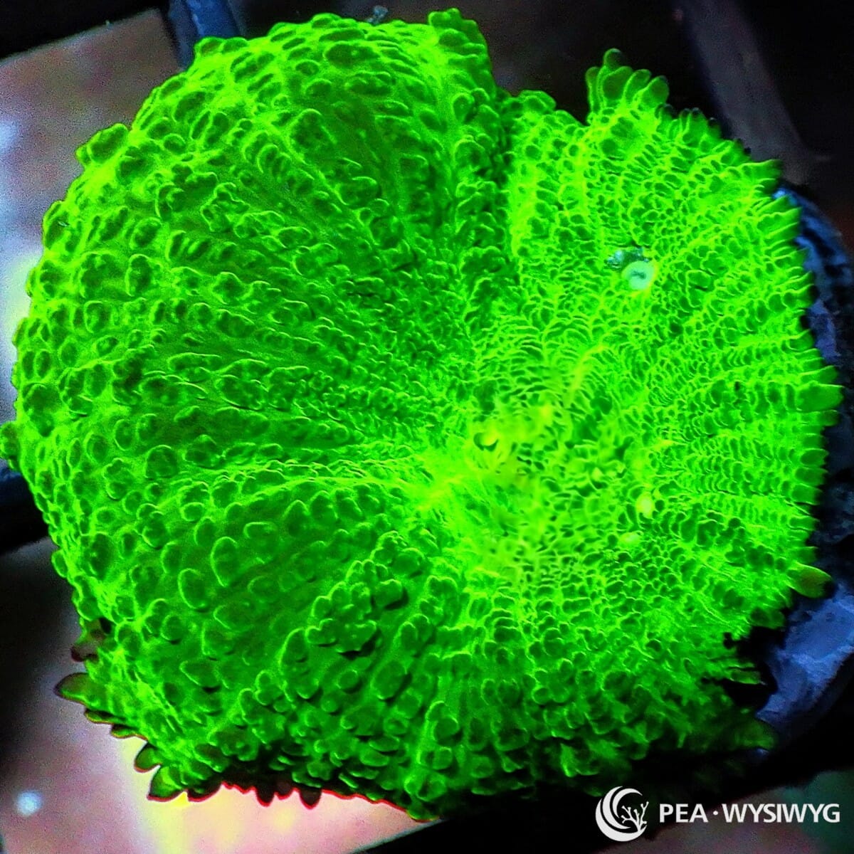 Glowing Discosoma Mushroom Discosoma sp. WYSIWYG coral with intensely fluorescent neon-green tissue and a textured folded surface