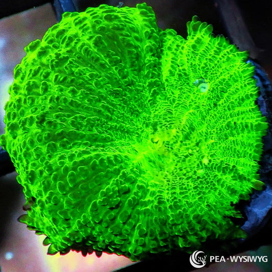 Glowing Discosoma Mushroom Discosoma sp. WYSIWYG coral with intensely fluorescent neon-green tissue and a textured folded surface