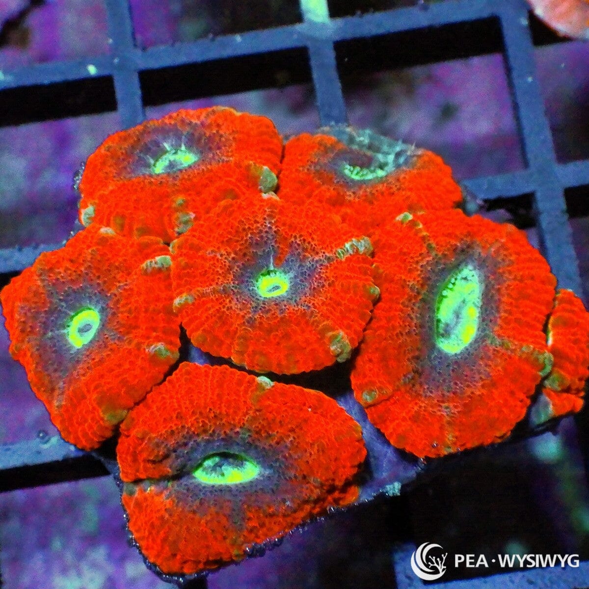 Glowing Eyes Acan Lordhowensis Micromussa lordhowensis WYSIWYG LPS coral frag with orange red polyps purple shading and neon green mouths