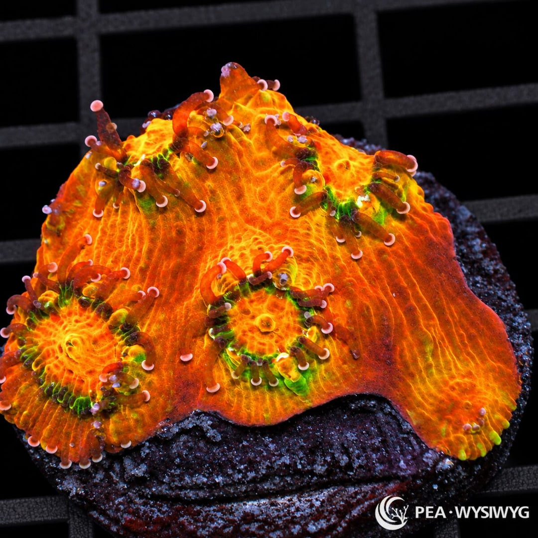 Glowing Lava Chalice Echinophyllia sp. coral with fiery orange-red tissue, green corallite accents, and extended reddish feeding tentacles with pale pink tips