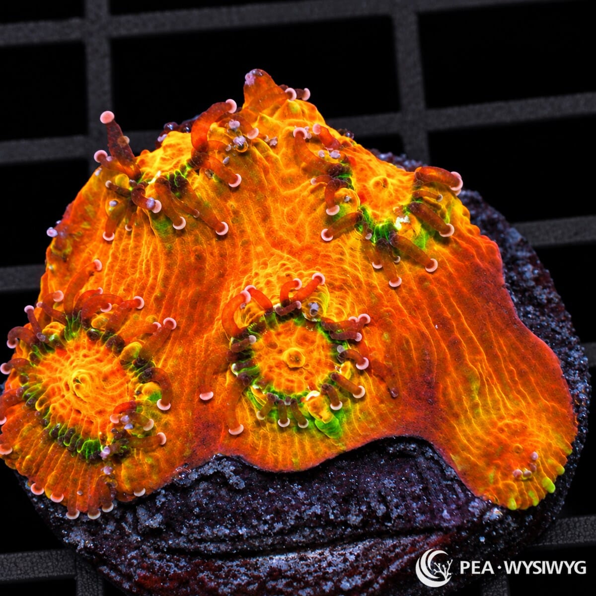Glowing Lava Chalice Echinophyllia sp. coral with fiery orange-red tissue, green corallite accents, and extended reddish feeding tentacles with pale pink tips