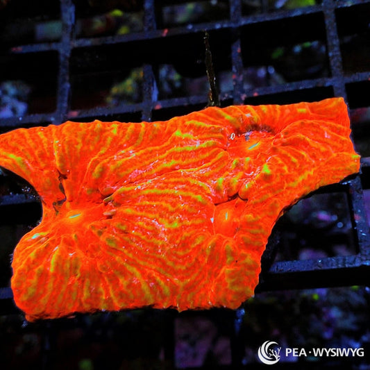 Glowing Orange Chalice Echinophyllia sp. WYSIWYG Premium Frag with intense fluorescent orange tissue and subtle yellow green highlights
