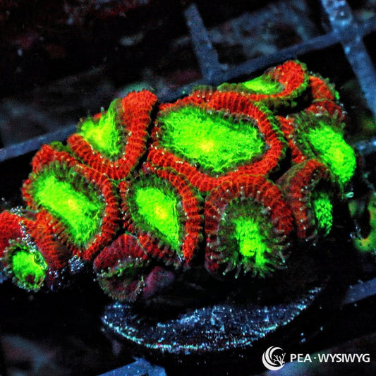 Glowing Red Lime Acan Lordhowensis Micromussa lordhowensis WYSIWYG Premium Frag with fluorescent lime green centers and vivid red outer polyps