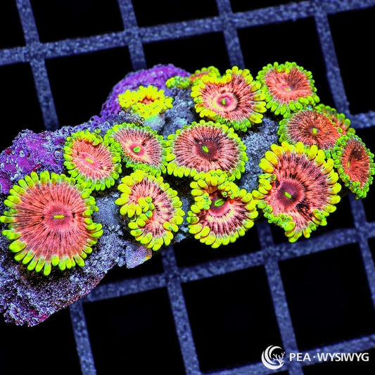 Glowing Strawberry Kiwi Zoanthids Zoanthus sp. WYSIWYG coral with strawberry-pink centers, fluorescent green mouths, and bright chartreuse skirts