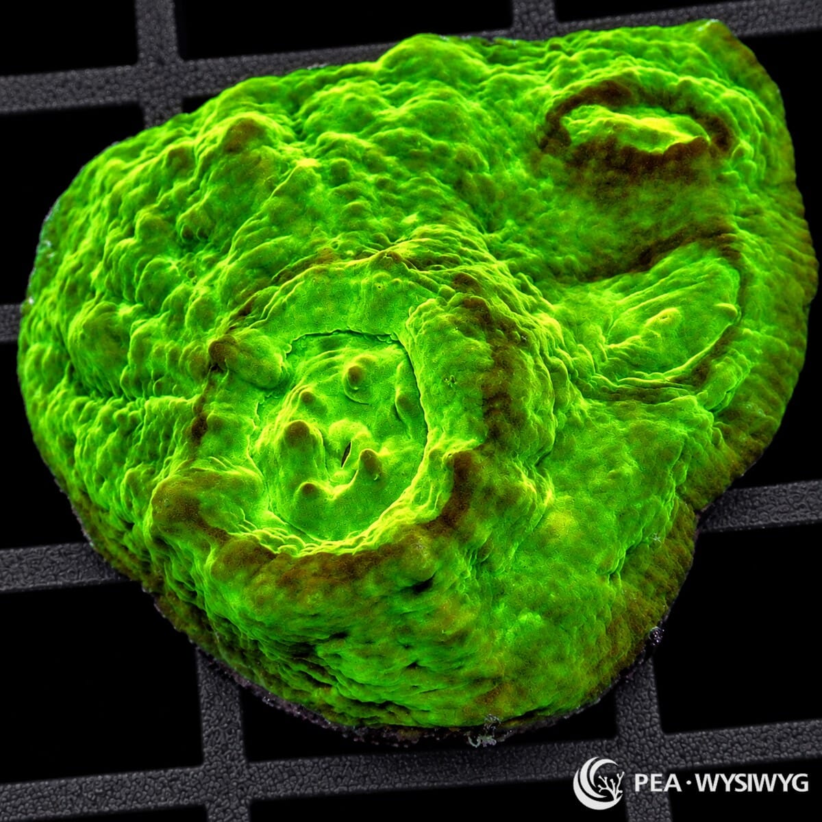 Glowing Toxic Chalice Echinophyllia sp. coral with intensely fluorescent neon-green tissue and darker recessed corallite centers
