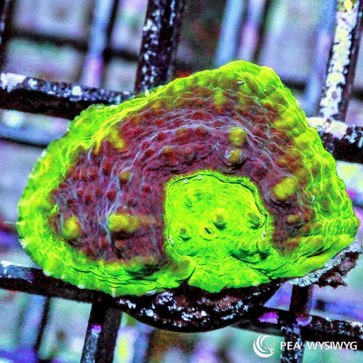 Glowing Watermelon Chalice Echinophyllia sp. WYSIWYG coral frag with neon green rim, burgundy red tissue, yellow green highlights, and glowing green eyes