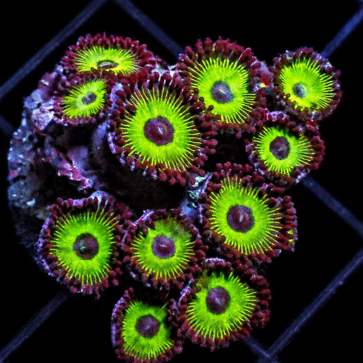Godzilla Zoanthids Zoanthus sp. WYSIWYG soft coral with bright green centers