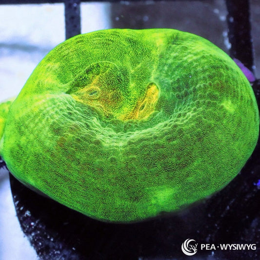 Goldbelly Favia aquacultured brain coral with vibrant gold coloration and textured growth