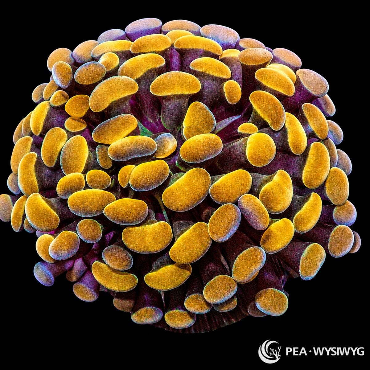 WYSIWYG Gold Branching Hammer Euphyllia coral with golden hammer heads and purple base