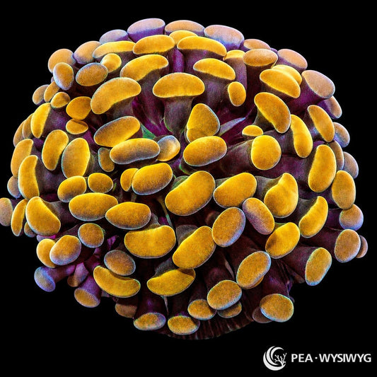 WYSIWYG Gold Branching Hammer Euphyllia coral with golden hammer heads and purple base