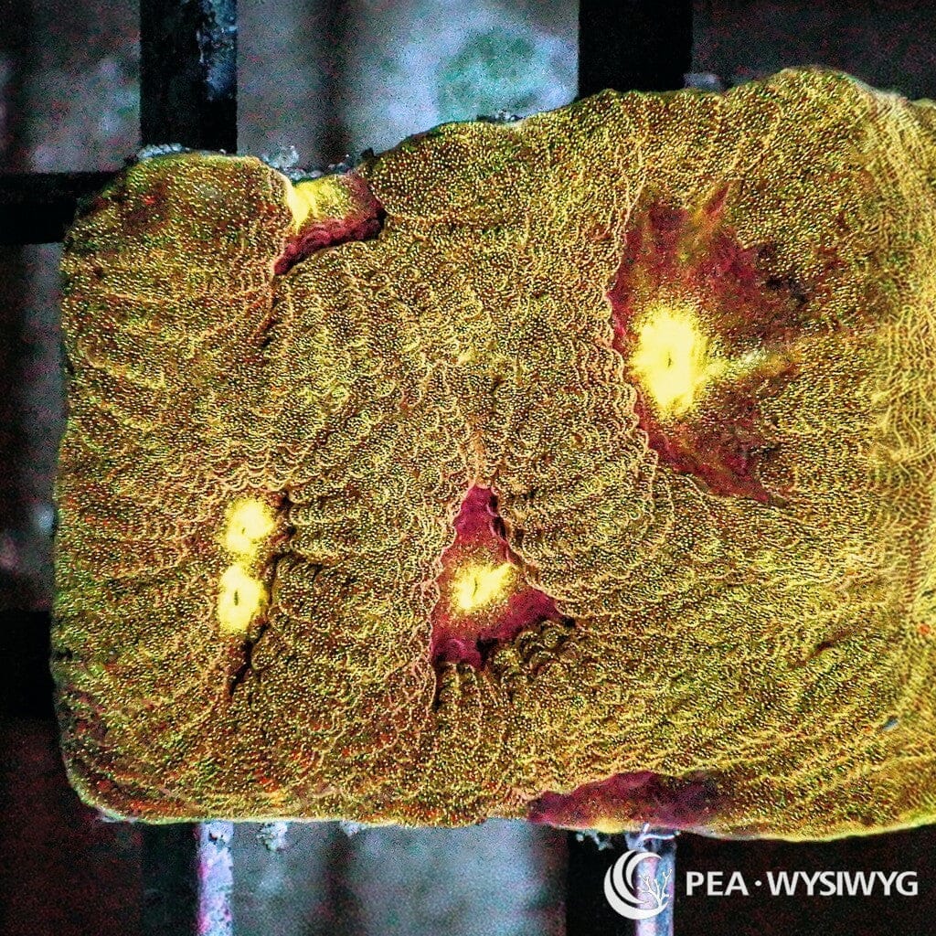 Gold Favia WYSIWYG aquacultured coral from Pacific East Aquaculture