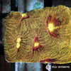 Gold Favia WYSIWYG aquacultured coral from Pacific East Aquaculture