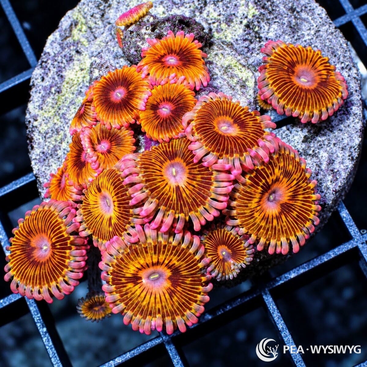 Gold Flamingo Zoanthids Zoanthus sp. WYSIWYG colony with golden-orange faces, burgundy radial markings, and bright flamingo-pink skirts