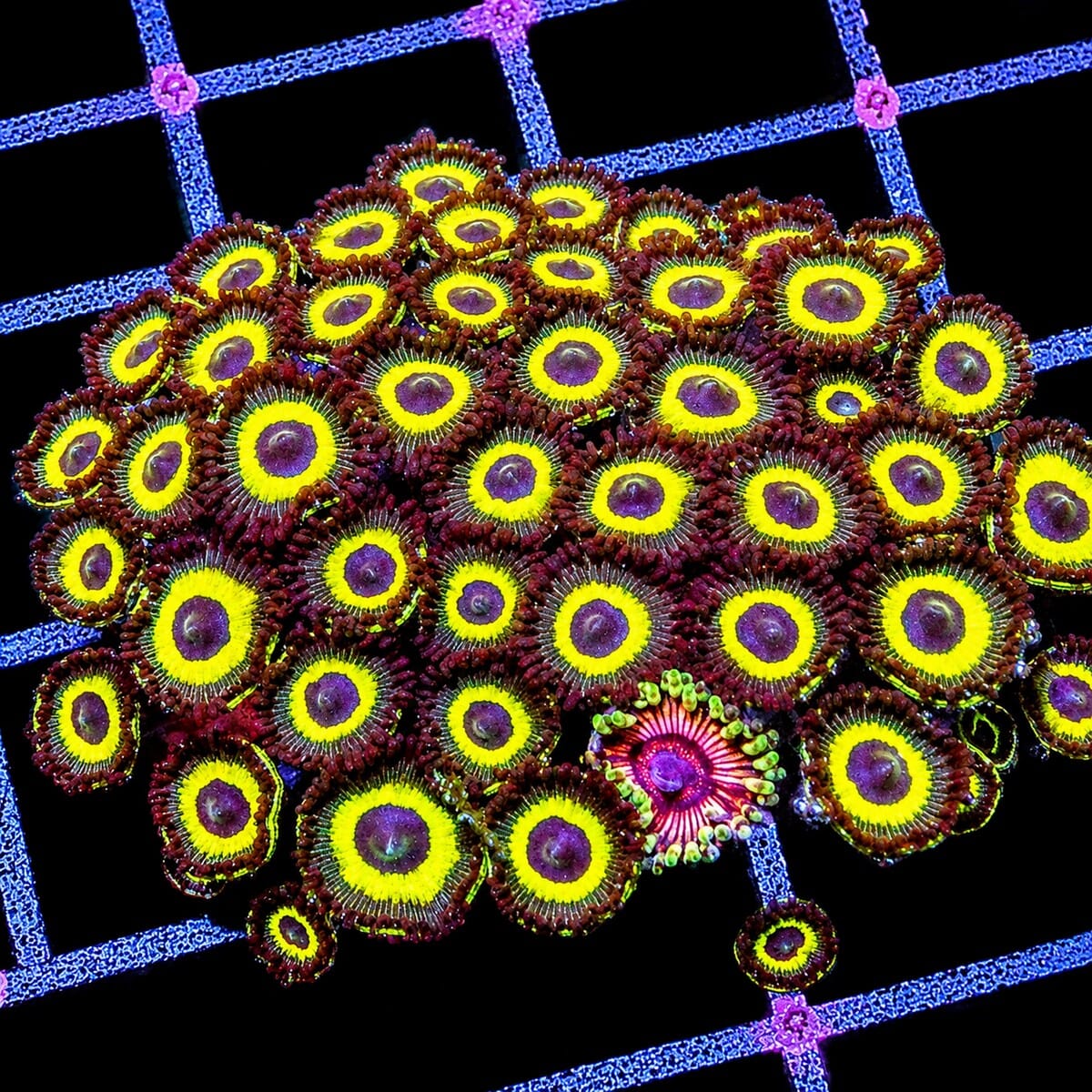 Gold Hornet Zoanthids Zoanthus sp. WYSIWYG coral with yellow rings and purple centers