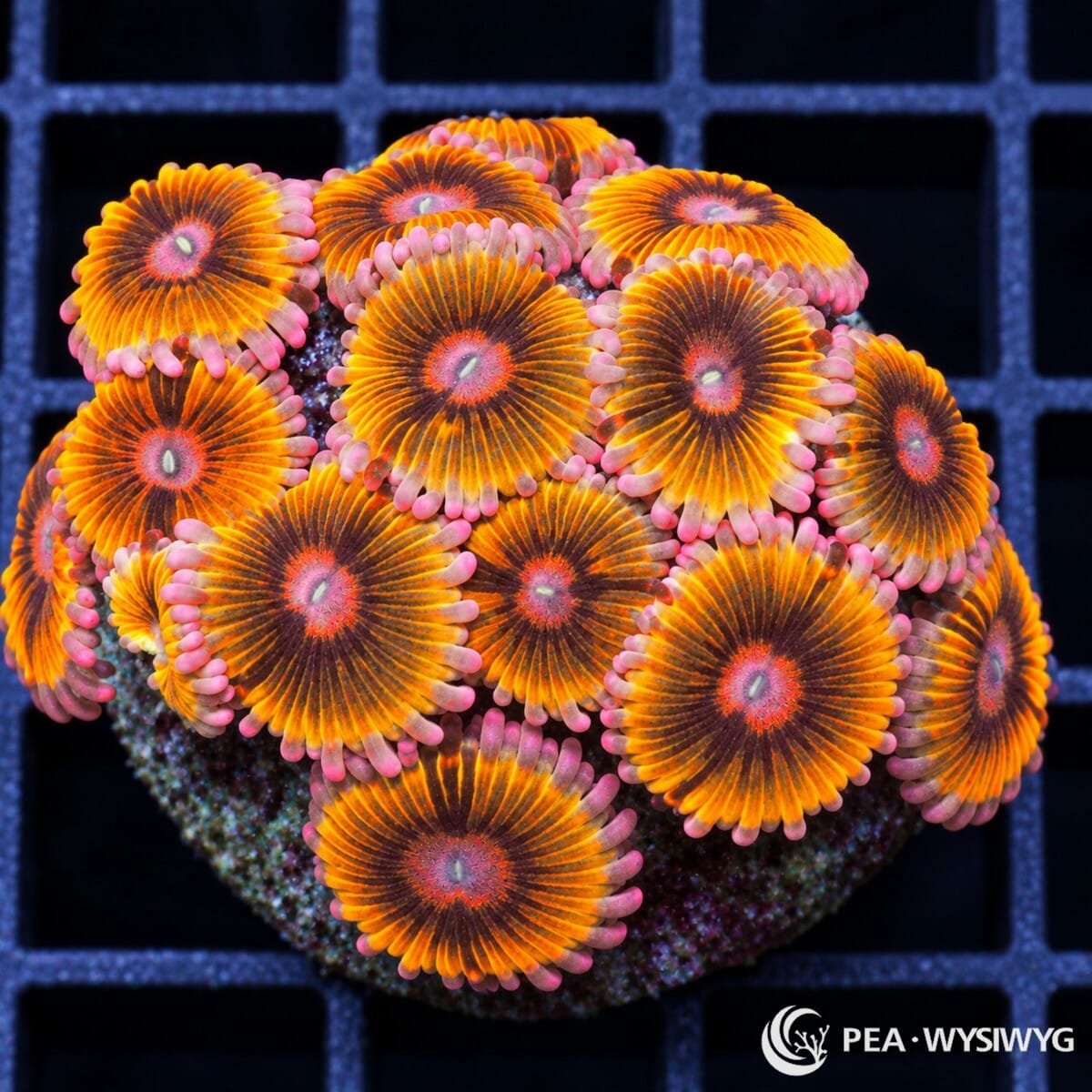 Gold Lion Eyes Zoanthids Zoanthus sp. with vivid golden-orange radial striping, dark burgundy centers, and pink-coral skirts