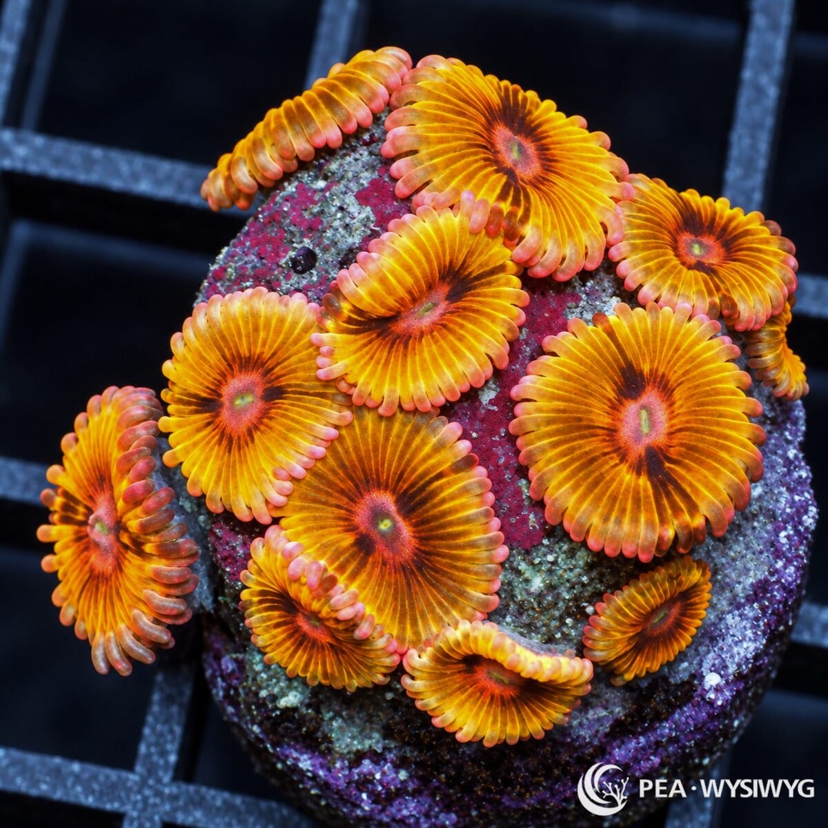Gold Lion Eyes Zoanthids Zoanthus sp. with brilliant golden-orange oral discs, dark contrasting centers, and pink-coral skirts