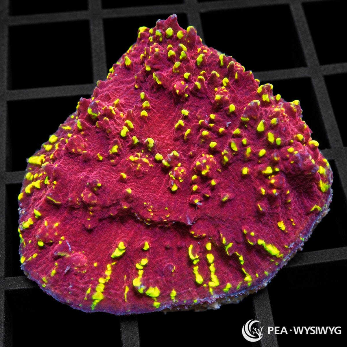 Gold Nuggets Chalice Echinophyllia sp. with deep magenta-burgundy tissue and fluorescent yellow-green highlights on raised corallite structures