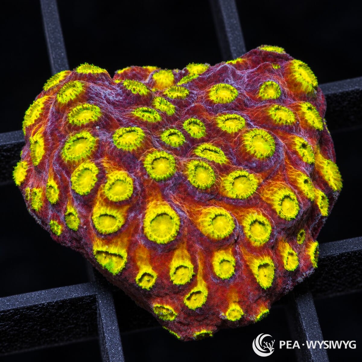 Gold Polyp Cyphastrea Cyphastrea sp. with fluorescent yellow-gold corallites over deep red and burgundy encrusting tissue