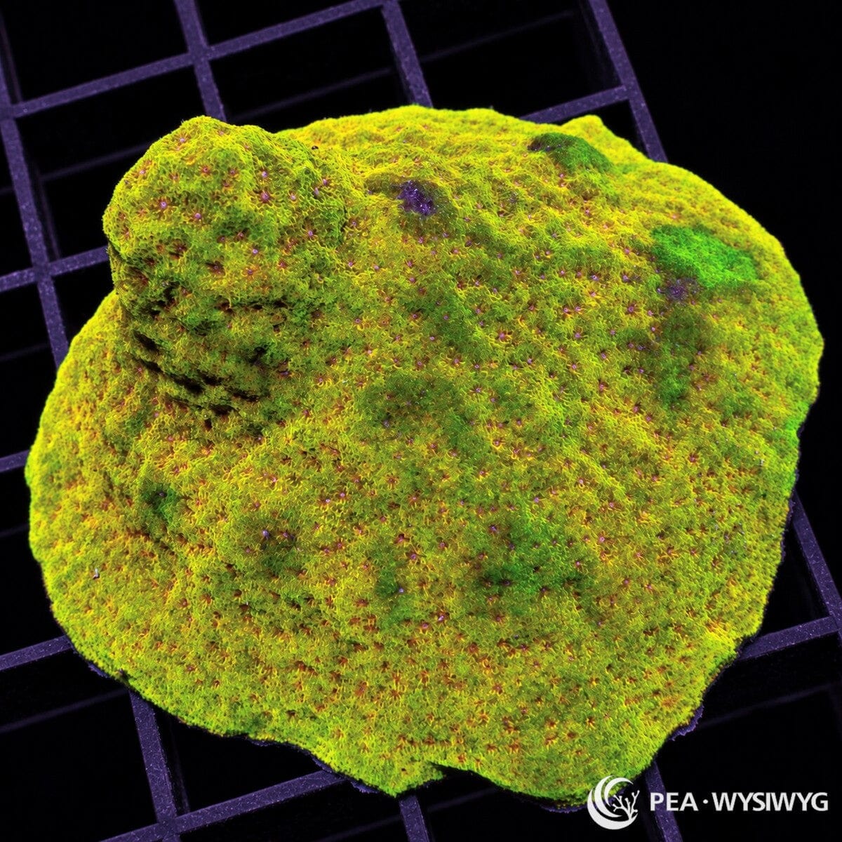 Gold Psammacora Psammocora sp. with vivid golden yellow-green tissue, fine polyp texture, and deeper green highlights