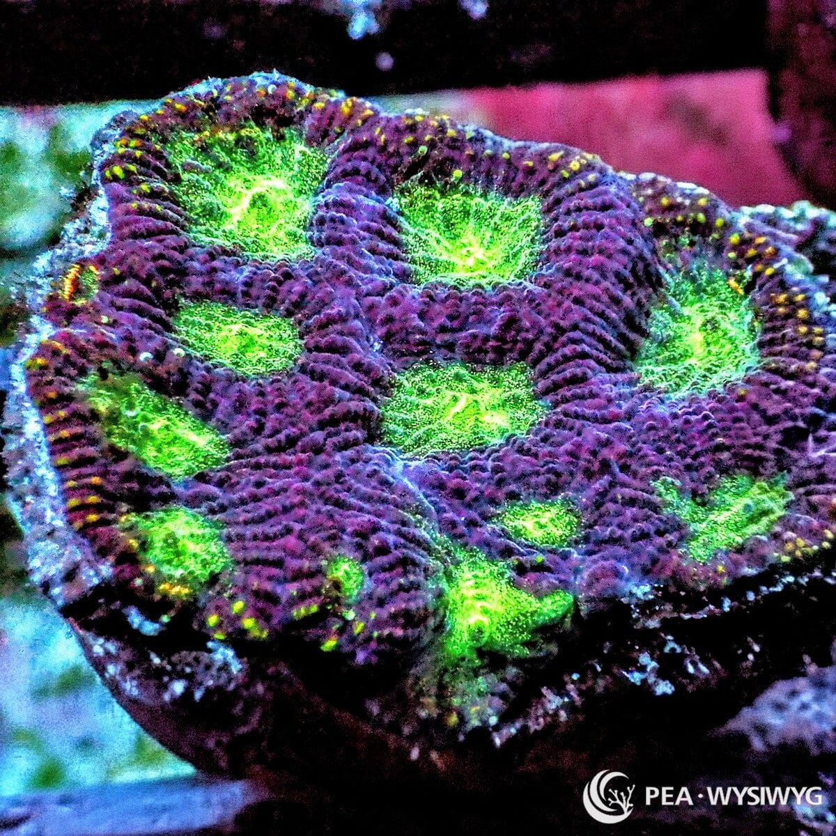Gold Speckled Green Moon Favia Favia sp. WYSIWYG LPS coral with purple tissue, green centers, and gold speckling