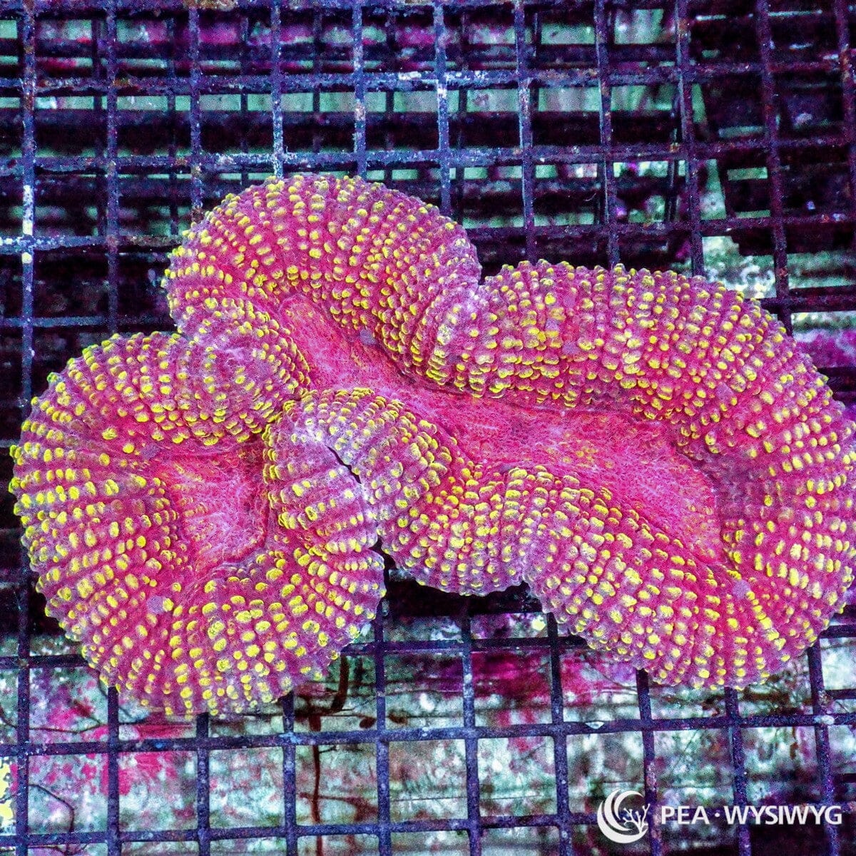 Gold Sprinkles Ruby Lobophyllia Lobophyllia sp. WYSIWYG coral colony with ruby pink fleshy tissue, gold yellow accents, and showpiece reef aquarium coloration